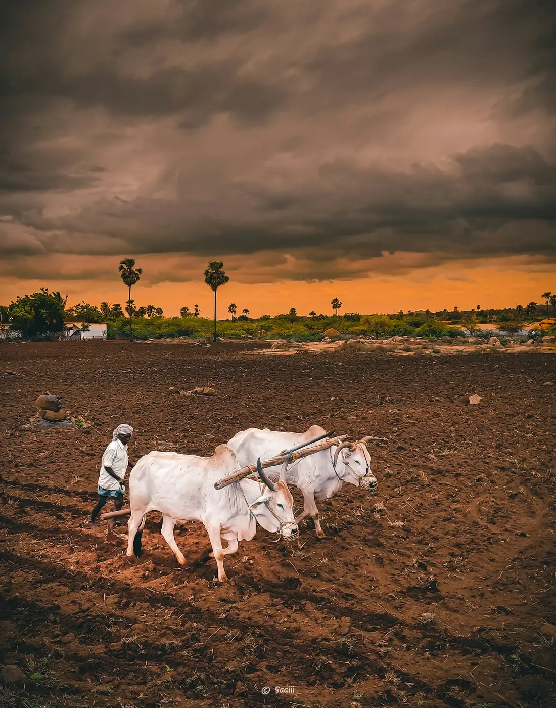 Farmer ploughing a field with a pair of oxen